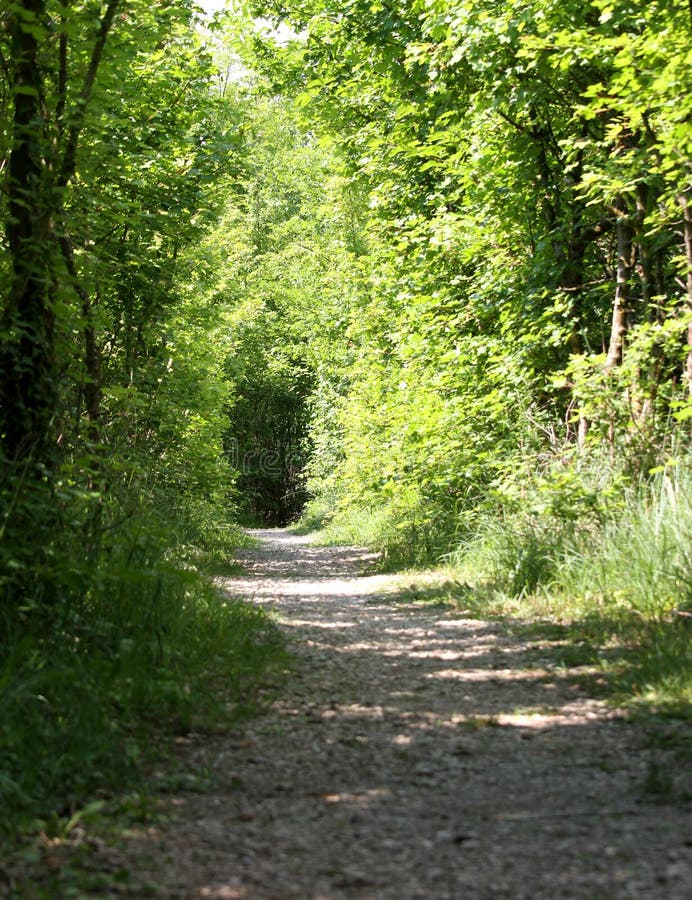 Walking Trail in the Middle of the Natural Park Forest 1 Stock Image