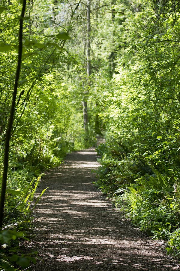 Walking trail in the woods