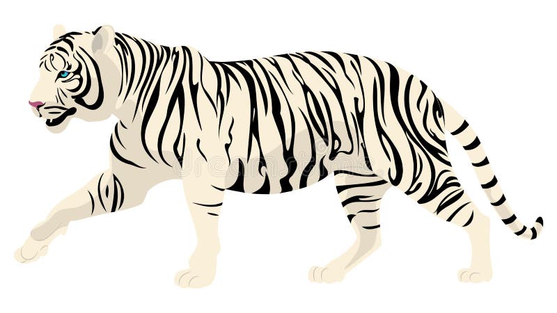 Walking white tiger stock vector. Illustration of drawing - 227857128
