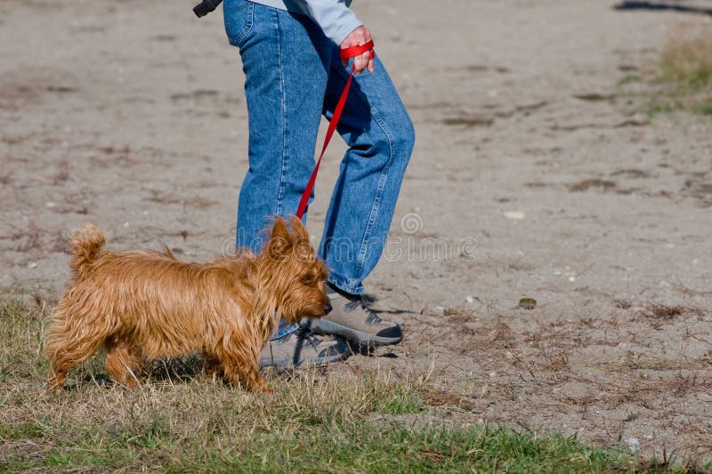 Walking a Yorkshire Terrier Stock Photo Image of small, denim 7558796