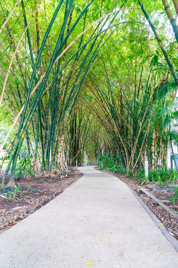 Walkway with bamboo stock image. Image of path, leaf 93802895