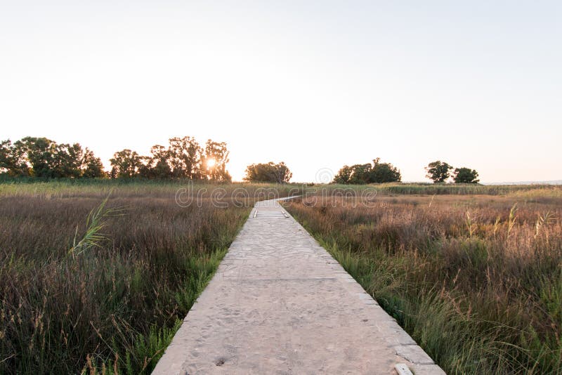 Walkway on a Cane Near a River. Stock Image Image of sugarcane, village 98353991