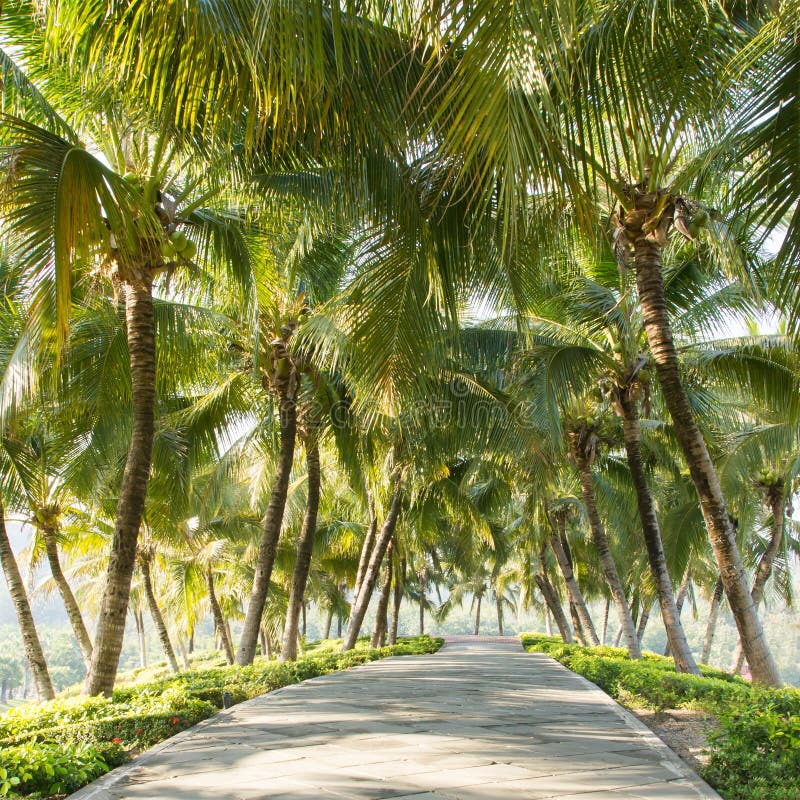 Walkway with Coconut Tree in the Garden Stock Image Image of pavement