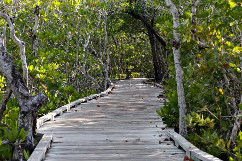 Walkway through Mangroves stock photos Walkway through Mangroves stock photos
