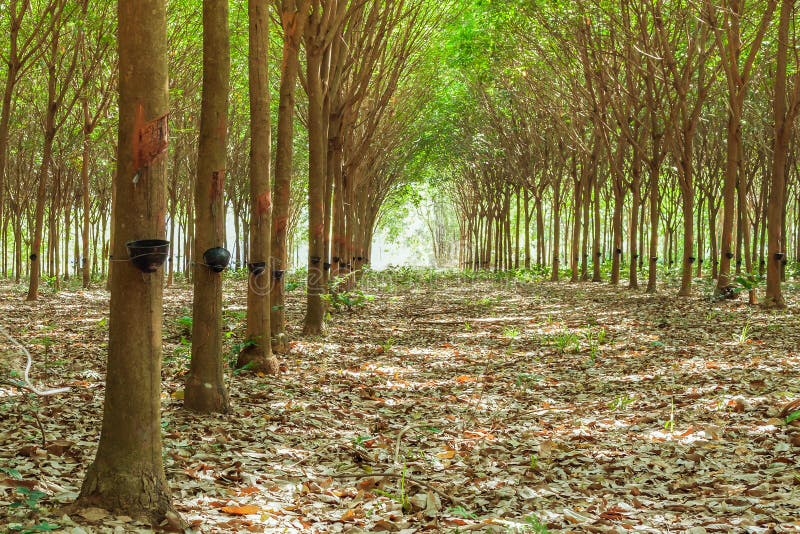 Walkway and Rubber tree latex agriculture in tropical forest wit