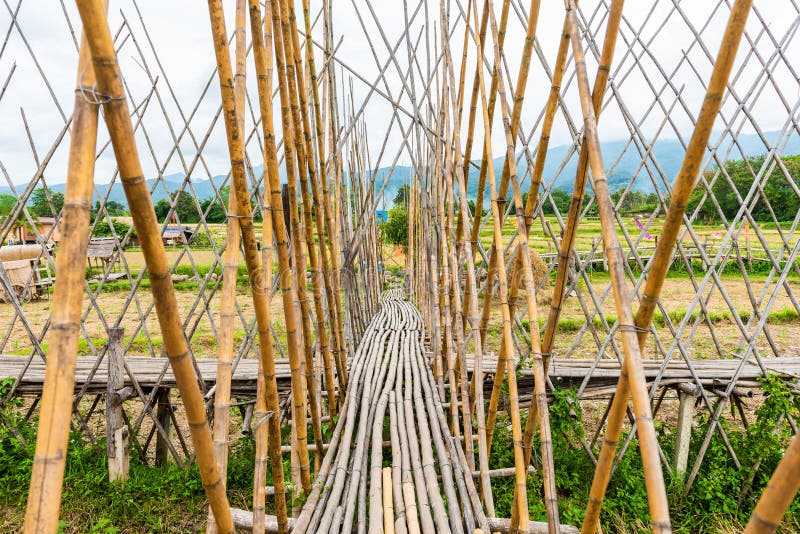Walkway Was Built from Bamboo Stock Image Image of pathway, tree