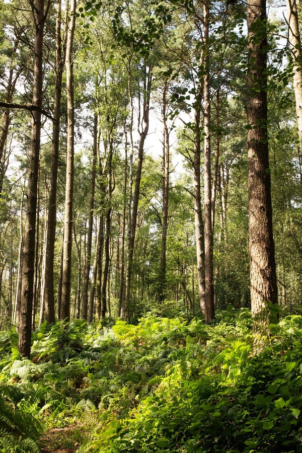 Walkway in the Woods of Surrey England Stock Photo Image of foliage