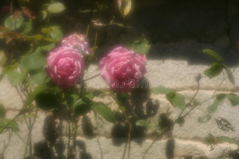 Wild roses on sandstone wall in soft focus. Wild roses on sandstone wall in soft focus