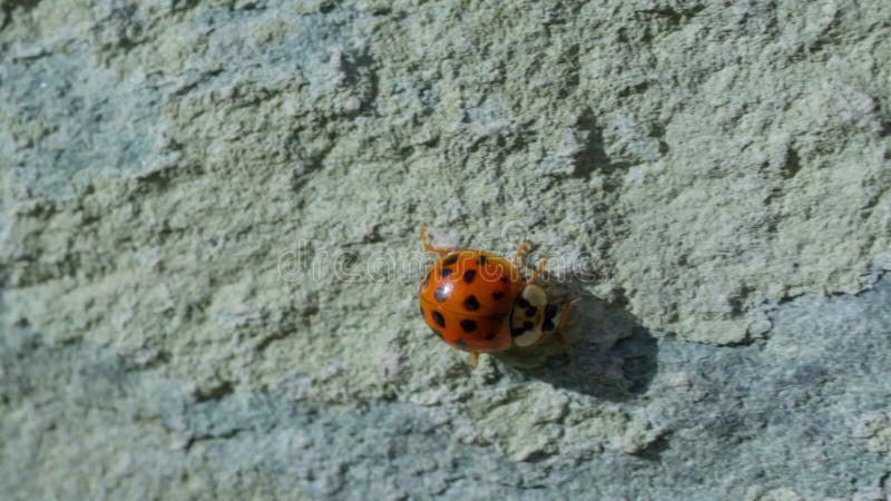 Asian lady beetle in macro shot on a white background. Orange Ladybug crawling stock video footage