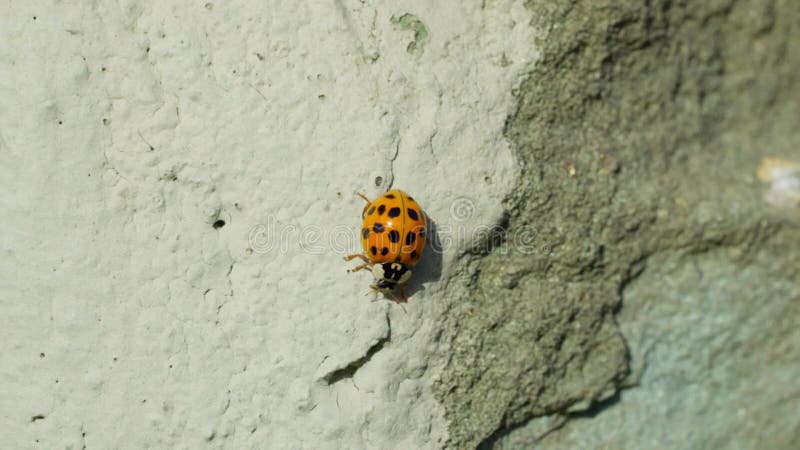 Asian lady beetle in macro shot on a white background. Orange Ladybug crawling stock footage