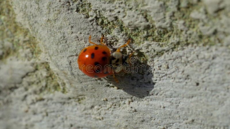 Asian lady beetle in macro shot on a white background. Orange Ladybug crawling stock video footage