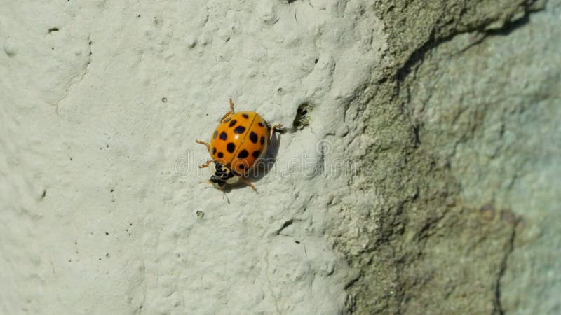Asian lady beetle in macro shot on a white background. Orange Ladybug crawling stock footage