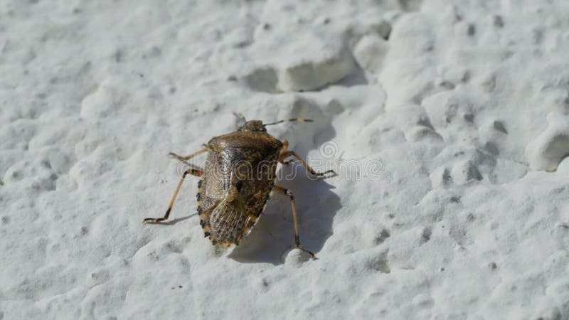Asian lady beetle in macro shot on a white background. Orange Ladybug crawling stock footage