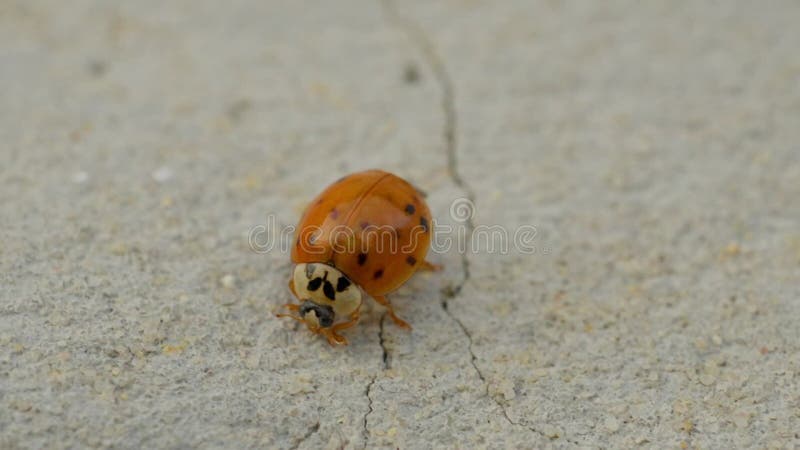 Asian lady beetle in macro shot on a white background. Orange Ladybug crawling stock video footage