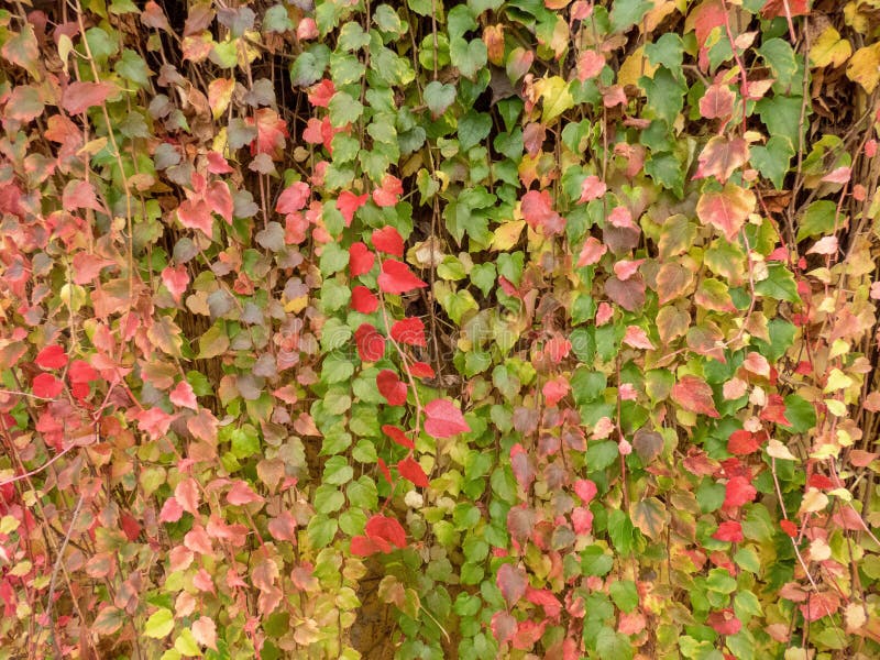 autumn ivy autumn ivy