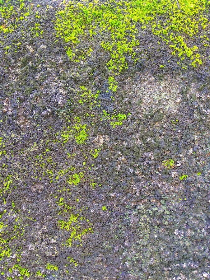 Wall Background Editorial Wallpaper Stock Photo Image of green, grass