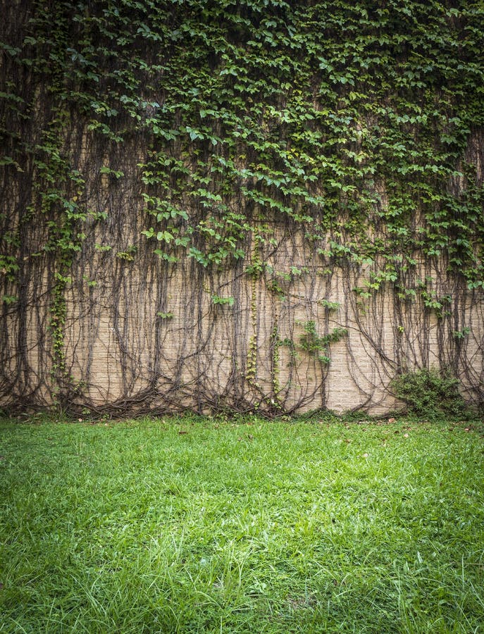 Wall climbing plant stock photo. Image of growth, door 98065748