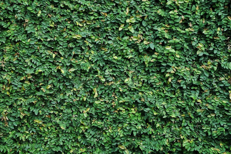 Creeping Fig Vine