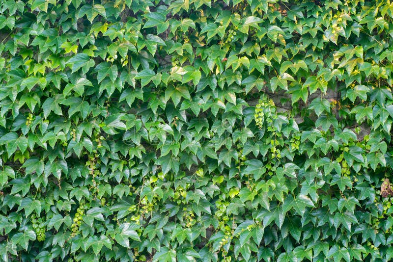 Wall Covered with Green Creeper Plant Stock Photo Image of covered