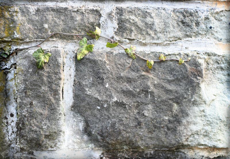 Wall facade with green plant