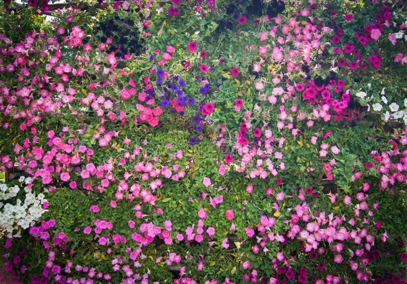 Wall Flower background stock photo. Image of gardenn 109965062