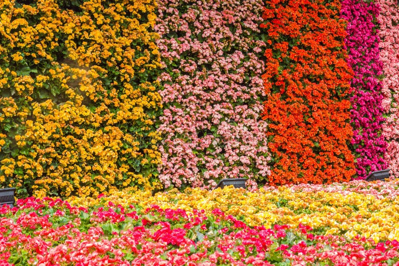 Wall of flower in garden stock image. Image of flora 86426467