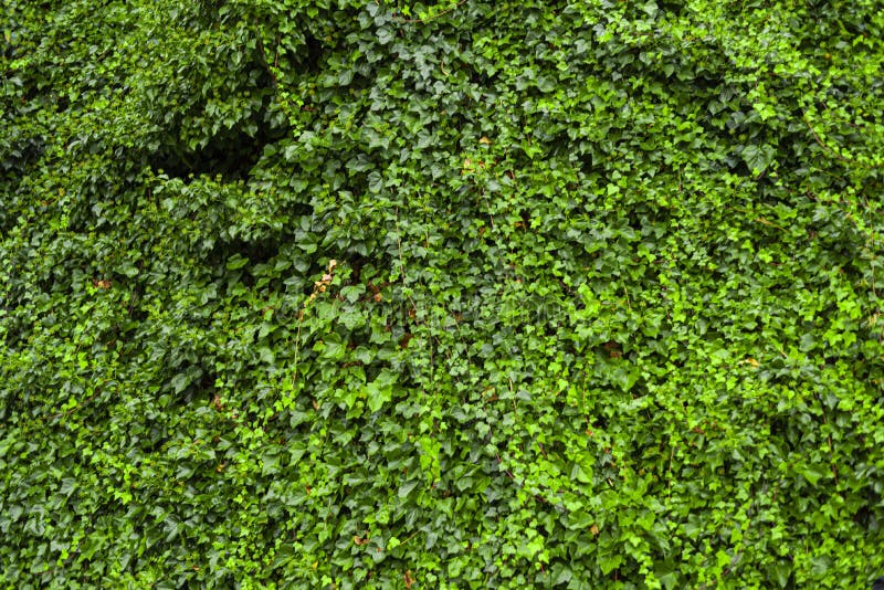 Wall Full of Vines, Vine Covers Wall Stock Photo Image of city, moss