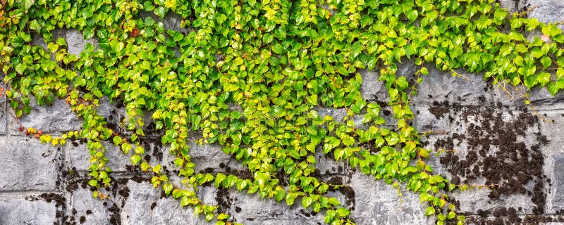 Wall and green leaves texture banner background