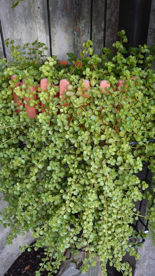 Wall hanging grass stock image. Image of lawn, soil 251007867