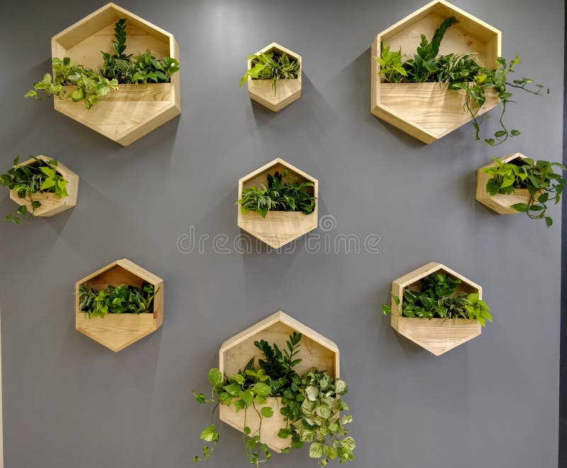 Wall Hanging Plant for Interior Design Stock Image Image of wall