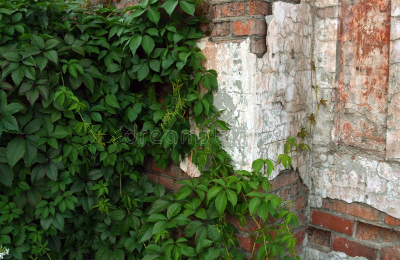 Wall with ivy stock image. Image of overgrown, destroyed 86989305