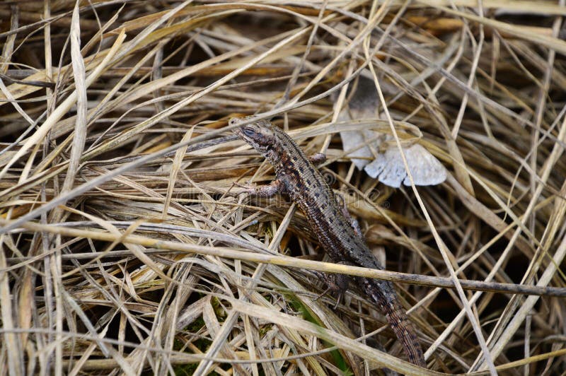 A lovely macro image of a cute sleeping reptile. The common wall lizard (scientific name Podarcis muralis) has a great camouflage technique. For example, I almost stepped on this little guy, whose brownish color was the same as its bed, dried grass. A lovely macro image of a cute sleeping reptile. The common wall lizard (scientific name Podarcis muralis) has a great camouflage technique. For example, I almost stepped on this little guy, whose brownish color was the same as its bed, dried grass.