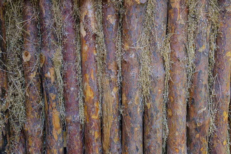 Wall of pine logs. Vertical trunks background royalty free stock photos