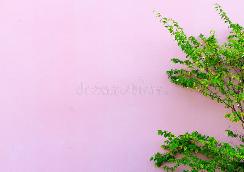 Wall pink and green tree stock image. Image of architecture 74870487