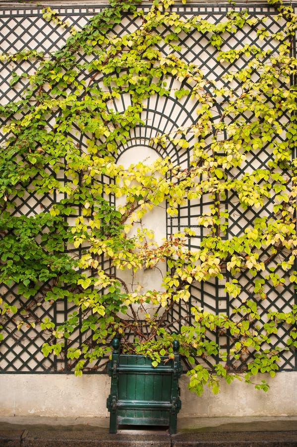 Wall with plant rack stock photo. Image of plant, climbing 15780876