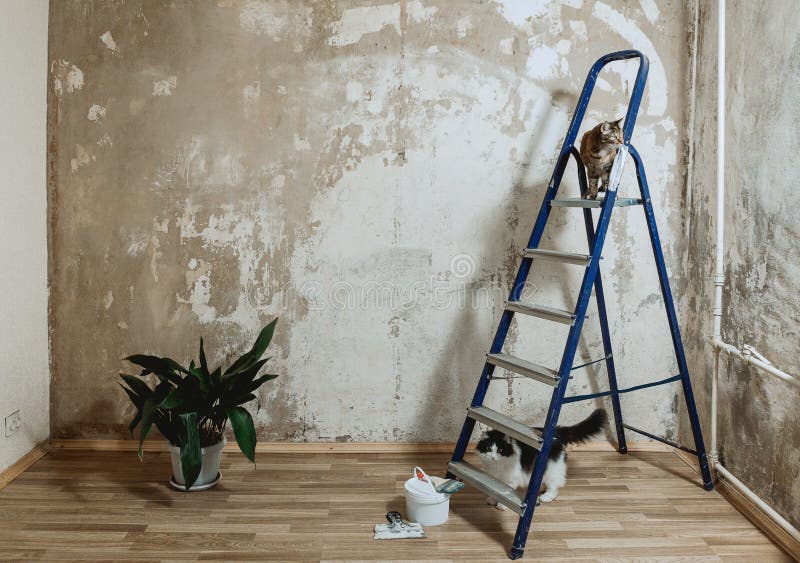 Wall preparation for painting. Cleans the wall with a putty knife. Black and white cat sitting ander the stairs