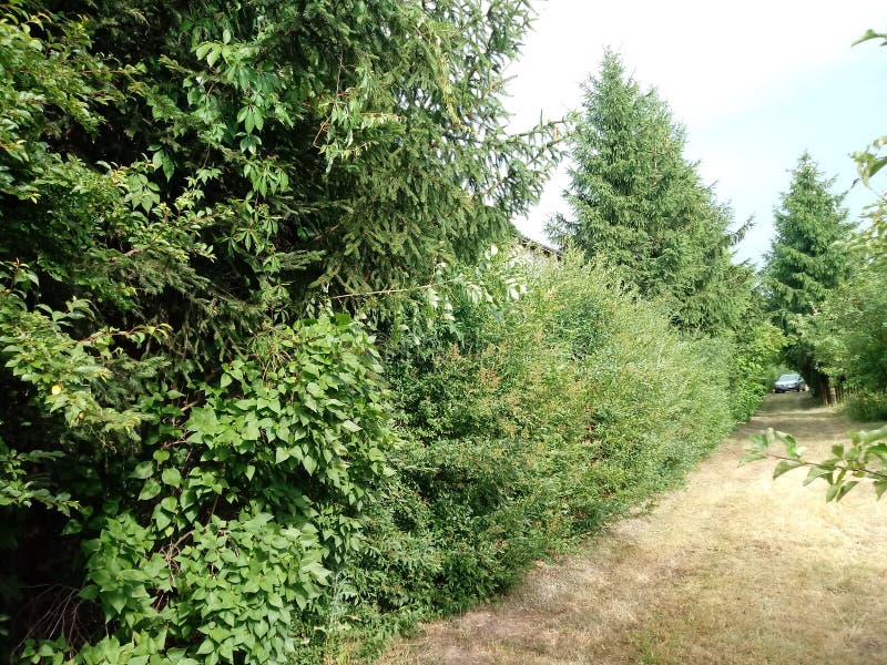 Wall of Trees. a Fabulous Garden. Stock Photo Image of interesting