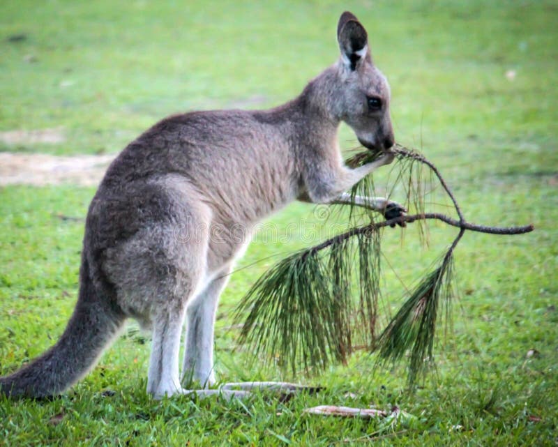 wallabees australia