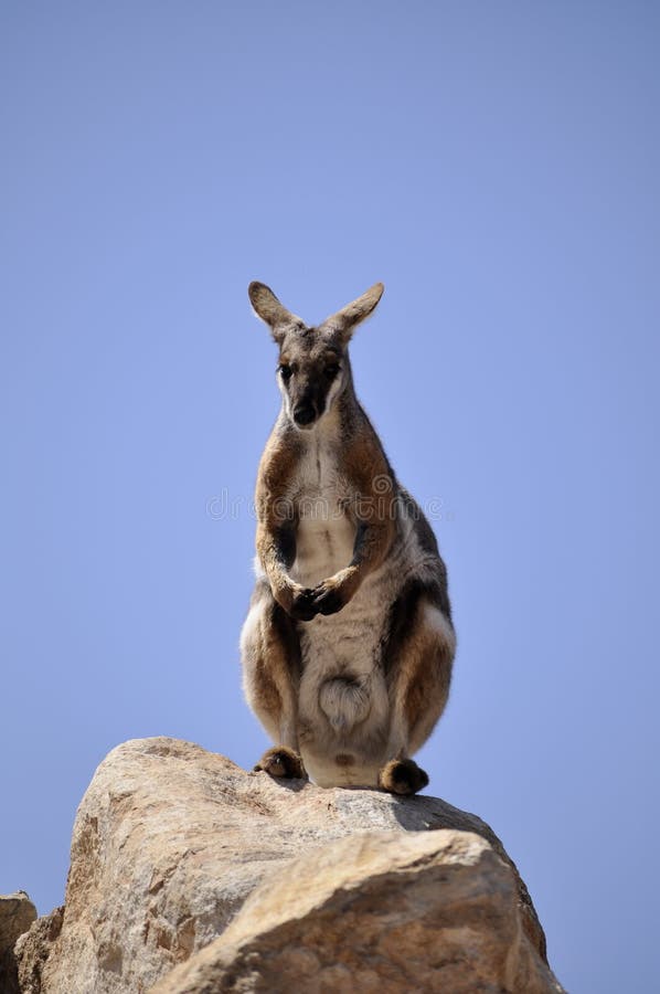 Wallaby