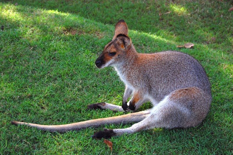 Wallaby is sitting on its tail