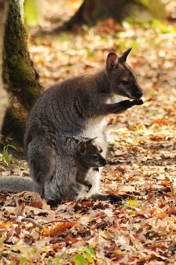 Mother and her Joey wallabies (dwarf kangaroos). Mother and her Joey wallabies (dwarf kangaroos)