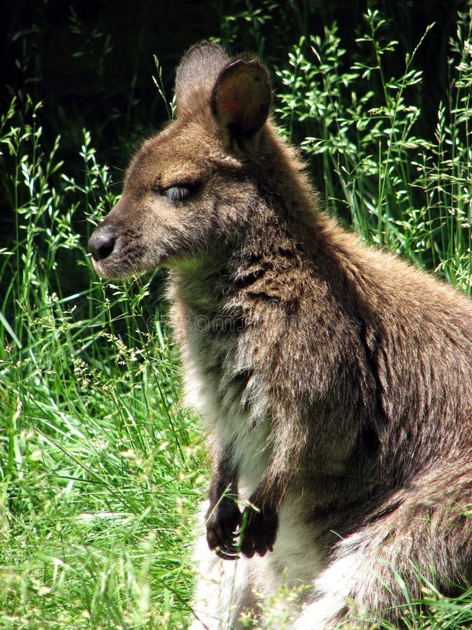 Wallaby