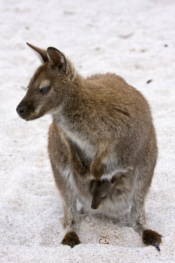 Wallaby auf dem Strand lizenzfreie stockbilder Wallaby auf dem Strand lizenzfreie stockbilder