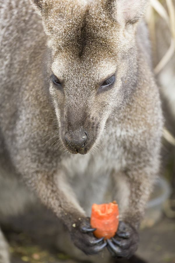Two Wallabies Eating stock image. Image of kangaroo, wallaby 36566357