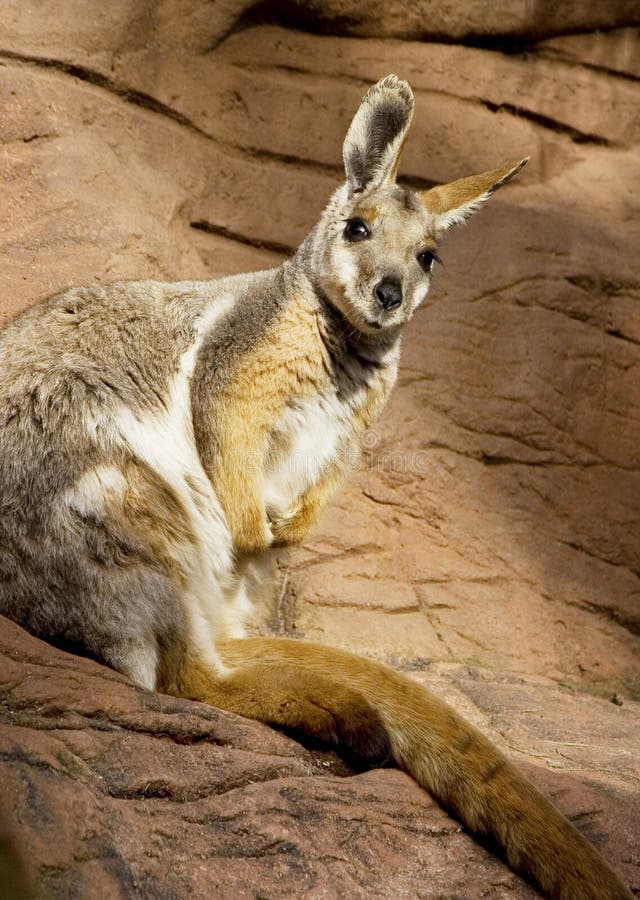 Australian rock wallaby sitting on a large rock jutting out of a cliff face. Australian rock wallaby sitting on a large rock jutting out of a cliff face.