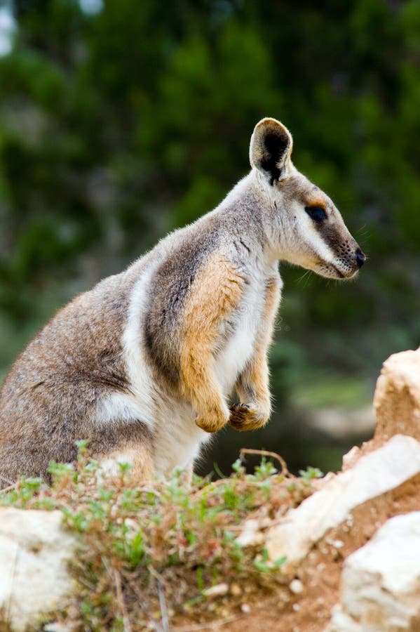 A Yellow-Footed Rock Wallaby amongst its natural habitat. A Yellow-Footed Rock Wallaby amongst its natural habitat.