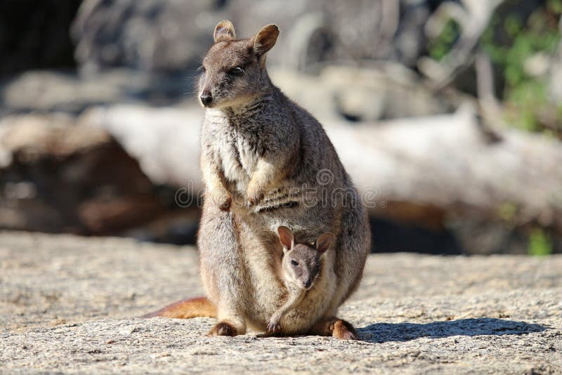 A mother Mareeba rock-wallaby and her cute baby in her pouch. A mother Mareeba rock-wallaby and her cute baby in her pouch.