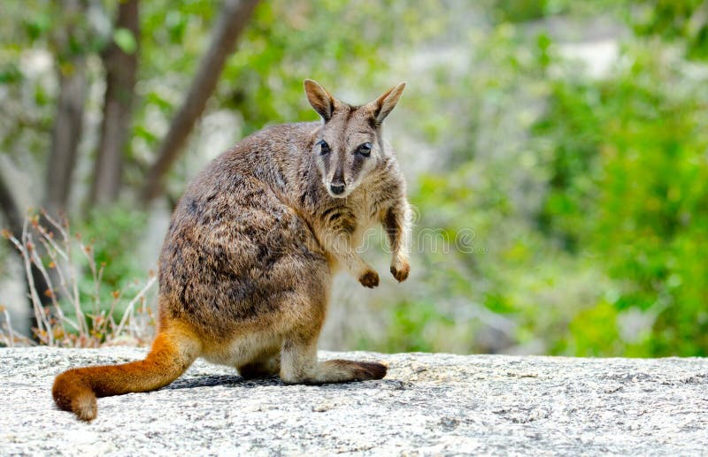 A posing small Rock Wallaby from Queensland, Australia. A posing small Rock Wallaby from Queensland, Australia
