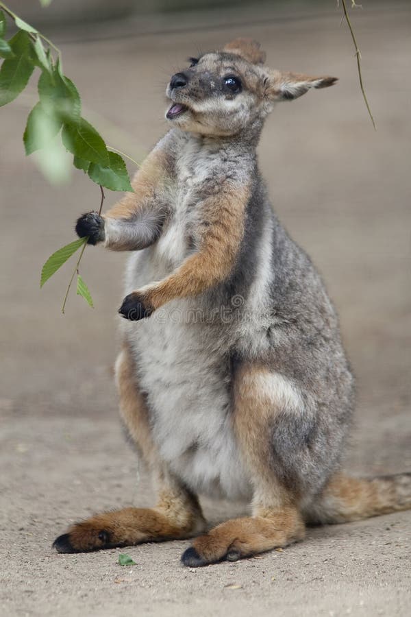 Vertical image of a tammar wallaby feeding on a branch. Vertical image of a tammar wallaby feeding on a branch.