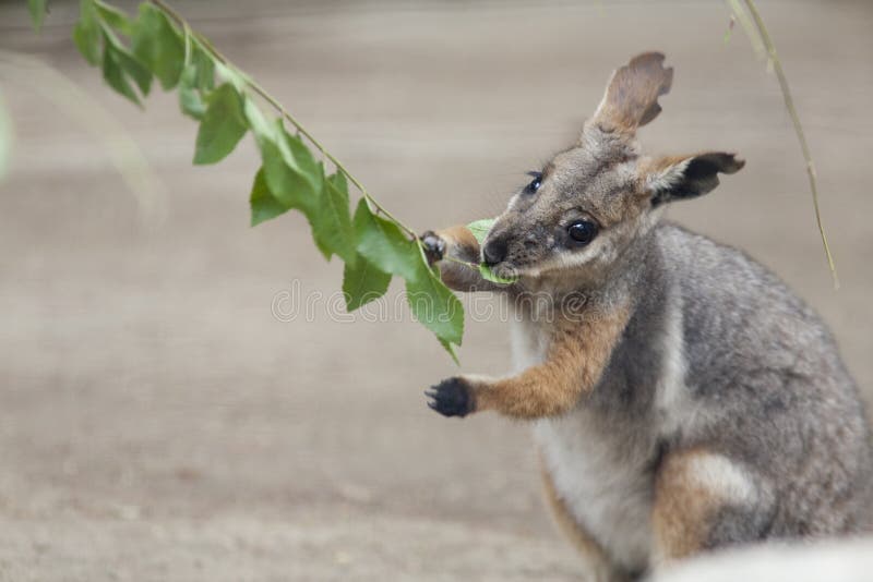 Vertical image of a tammar wallaby feeding on a branch. Vertical image of a tammar wallaby feeding on a branch.